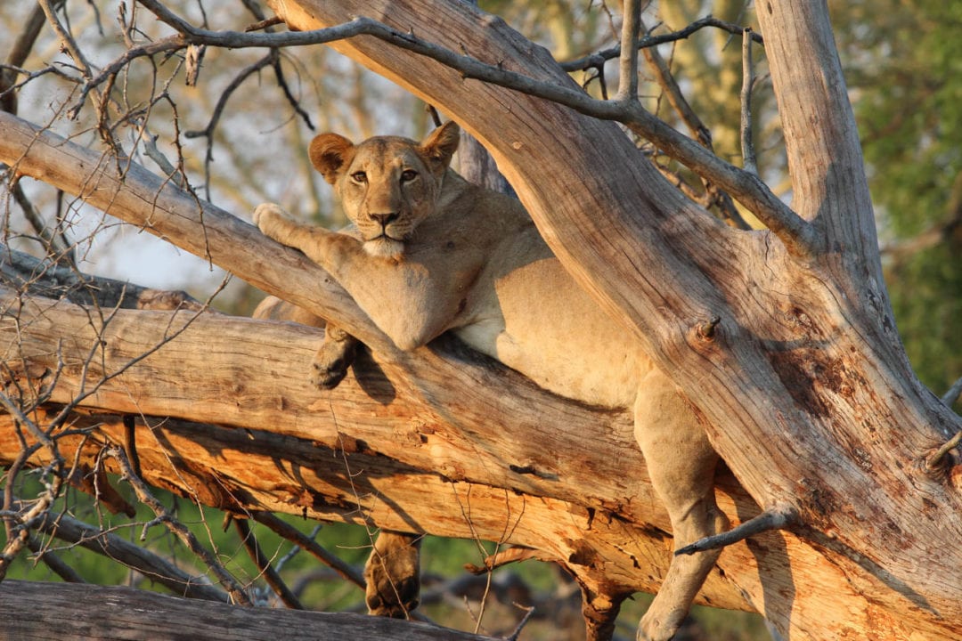 Painted Wolf, Gorongosa National Park, Mozambique