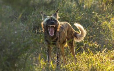 Natures Fear Factor on PBS