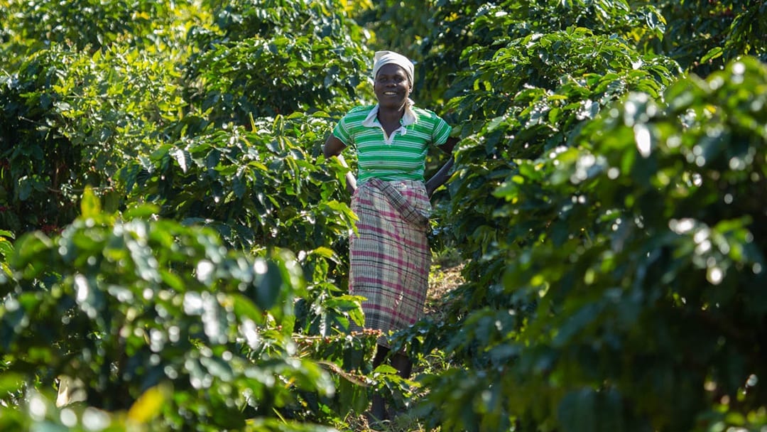 Victoria Manejo growing coffee at Gorongosa