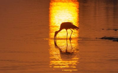 Waterbird colony count!