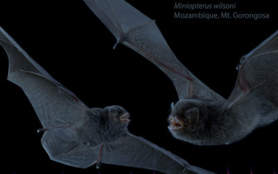 Discovery of new bat species at Gorongosa National Park, Mozambique