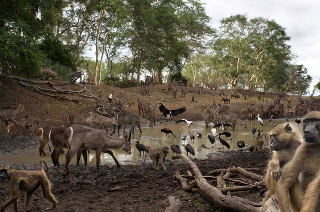 Watering hole at Gorongosa National Park   (Composite picture by Piotr Naskrecki and Jen Guyton)