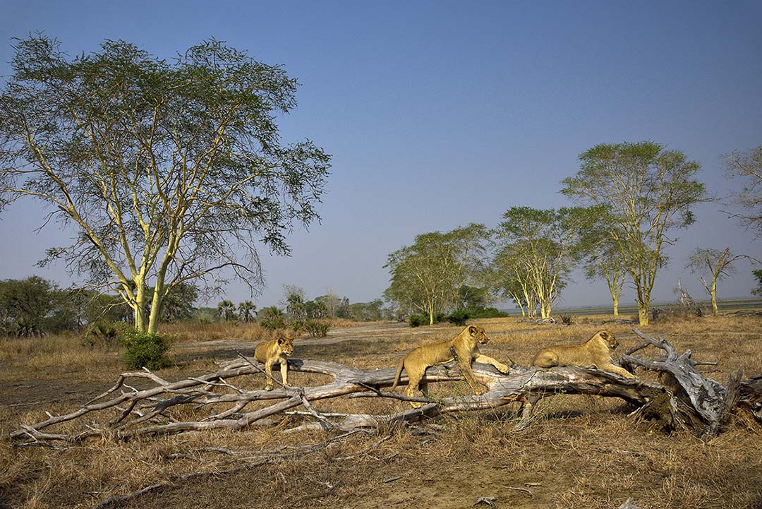 Lions at Gorongosa National Park (Photo by Olivier Grunewald)