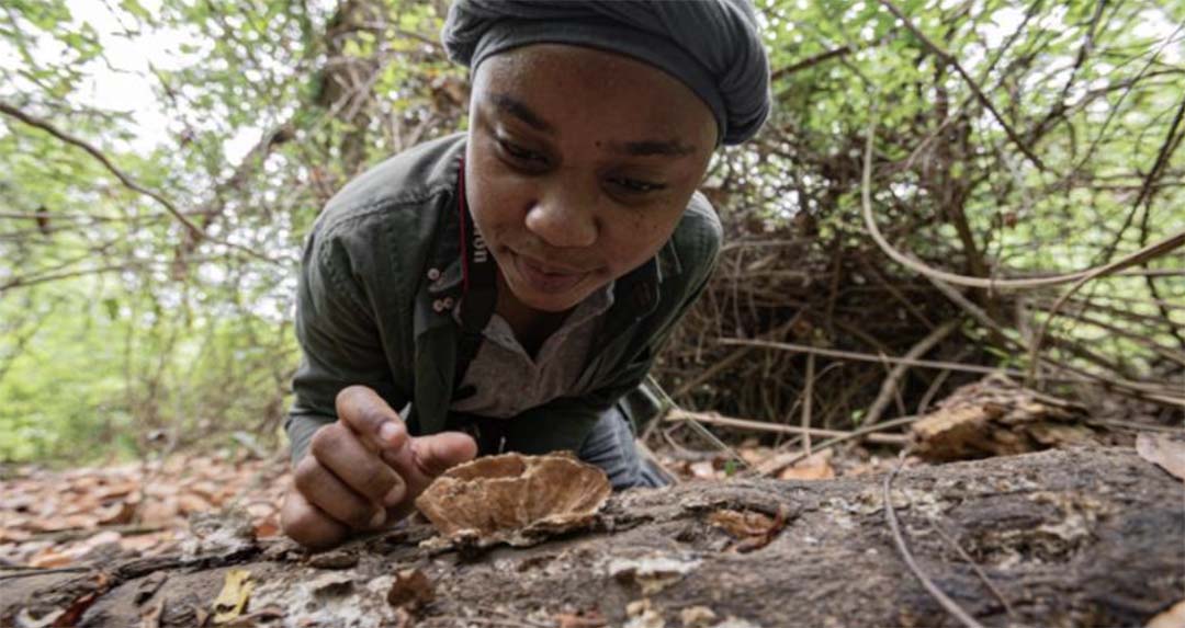 Amina Amade in the field collecting fungus.