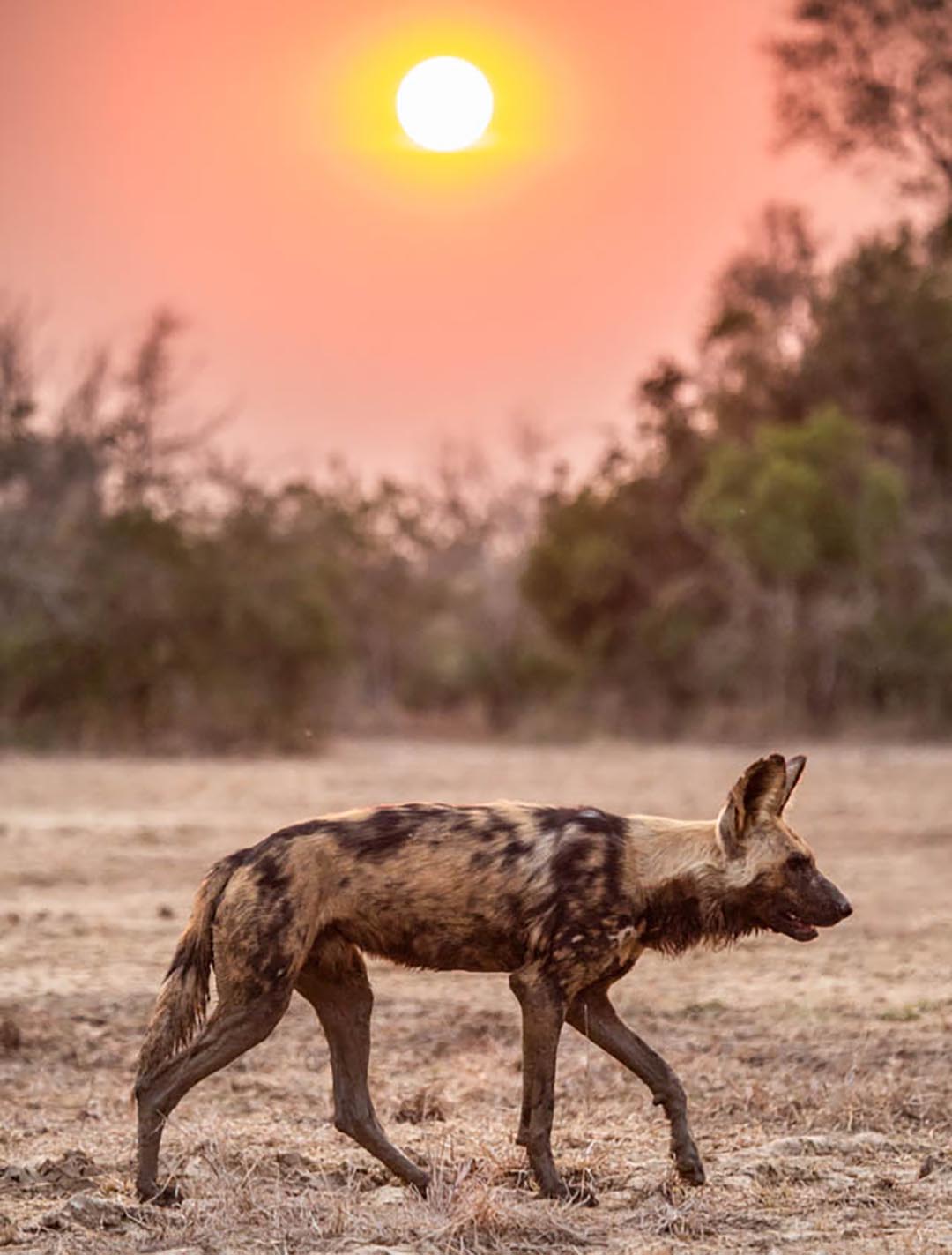 Painted Wolf, Gorongosa National Park, Mozambique