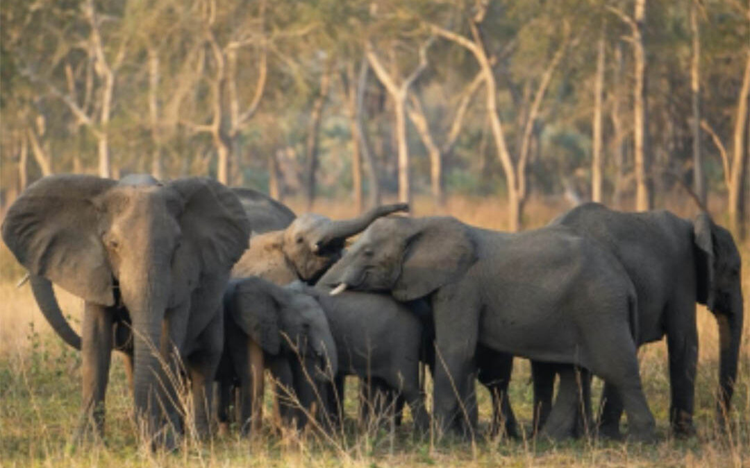 Gorongosa National Park’s elephants featured in  landmark new project about elephant behavior.