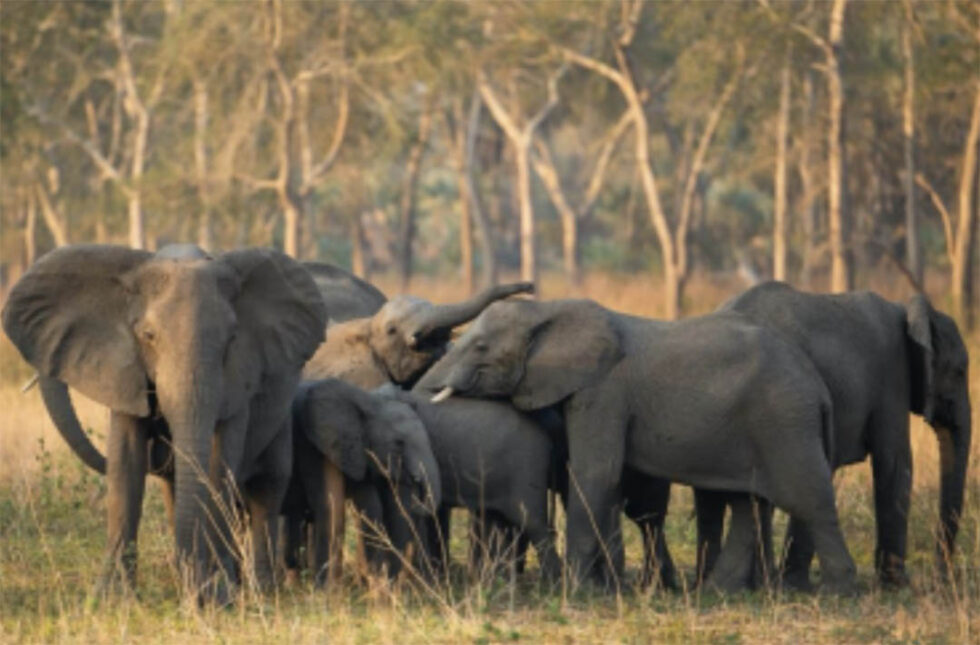 Gorongosa National Park’s elephants featured in landmark new project