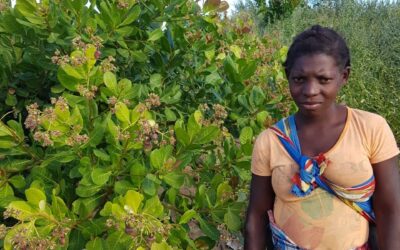 “Our dream is to become the best producers of cashew in Mozambique.”