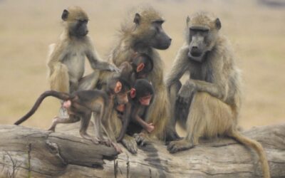 Taking a deep dive into Paleo Primate Project Gorongosa.