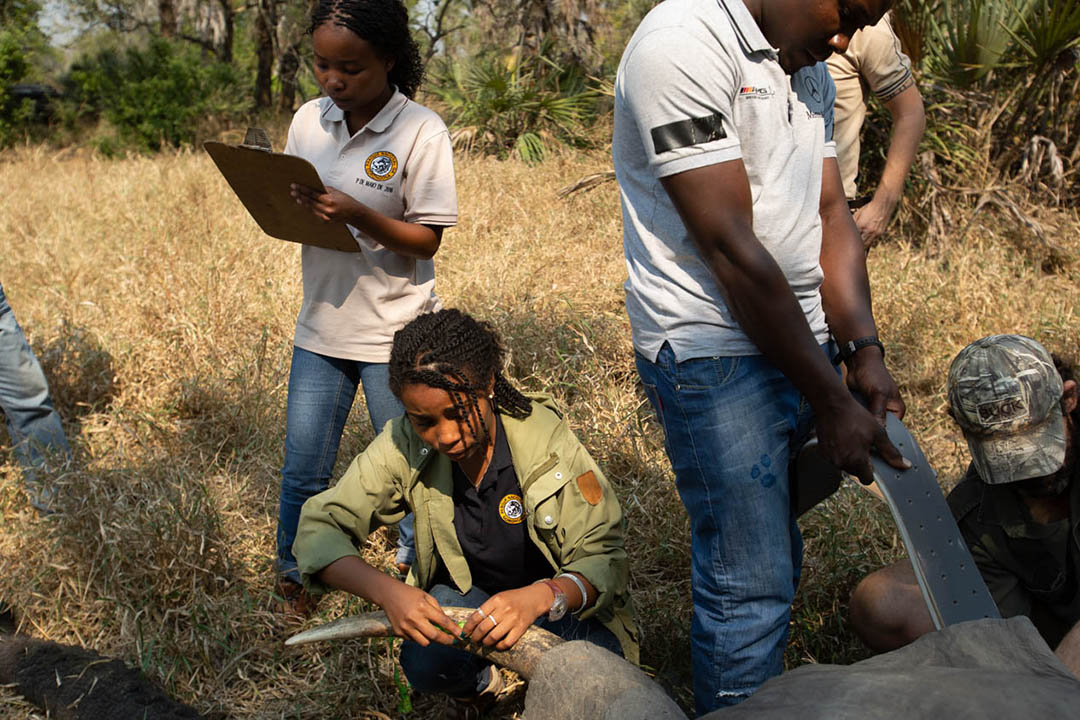 Dominique Goncalves collecting data from a sedated elephant in Gorongosa National Park