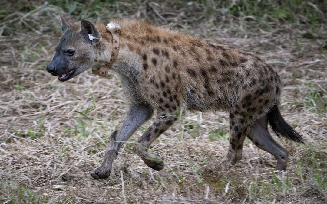 Karingani hyena clan relocates to Gorongosa Park.