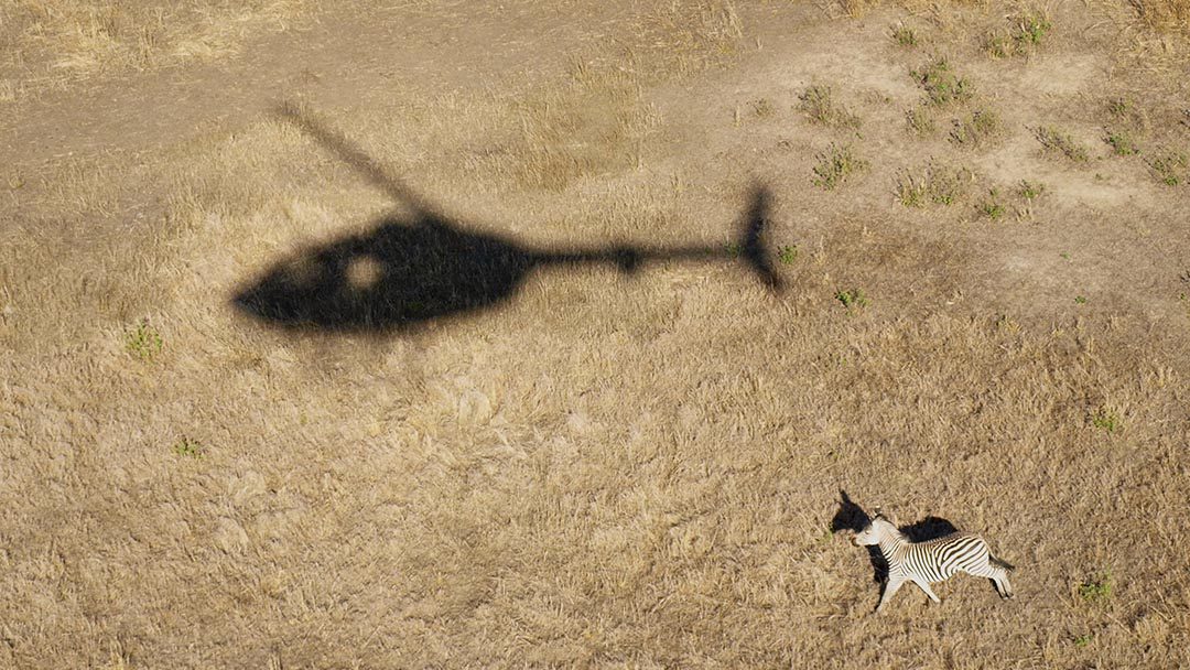 Wildlife monitoring, Gorongosa National Park Mozambique - Photographer   Norina Vicente