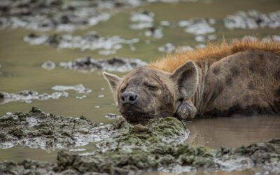 Spotted hyenas thrive in their new environment.