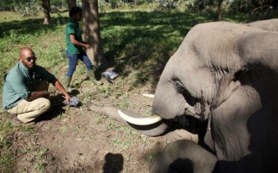 Six-part PBS documentary on planet transformation features the predators of Gorongosa Park.