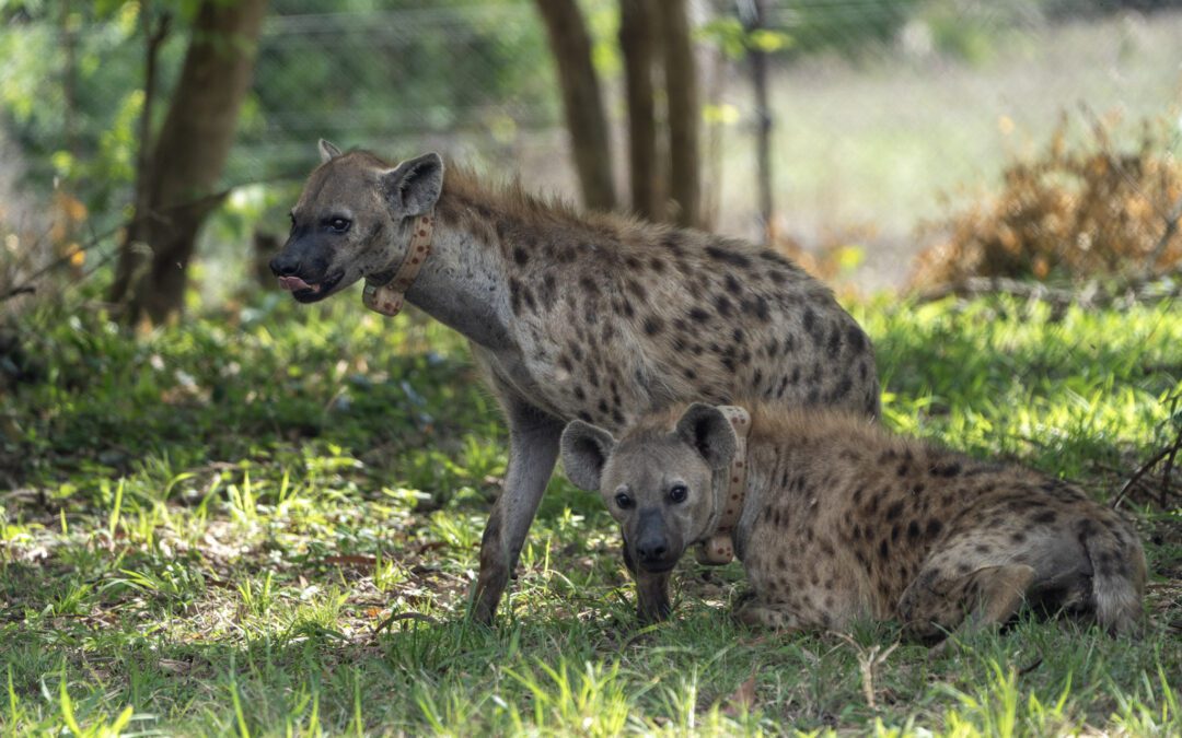 Hyena relocation: Because every neighborhood deserves a good laugh.