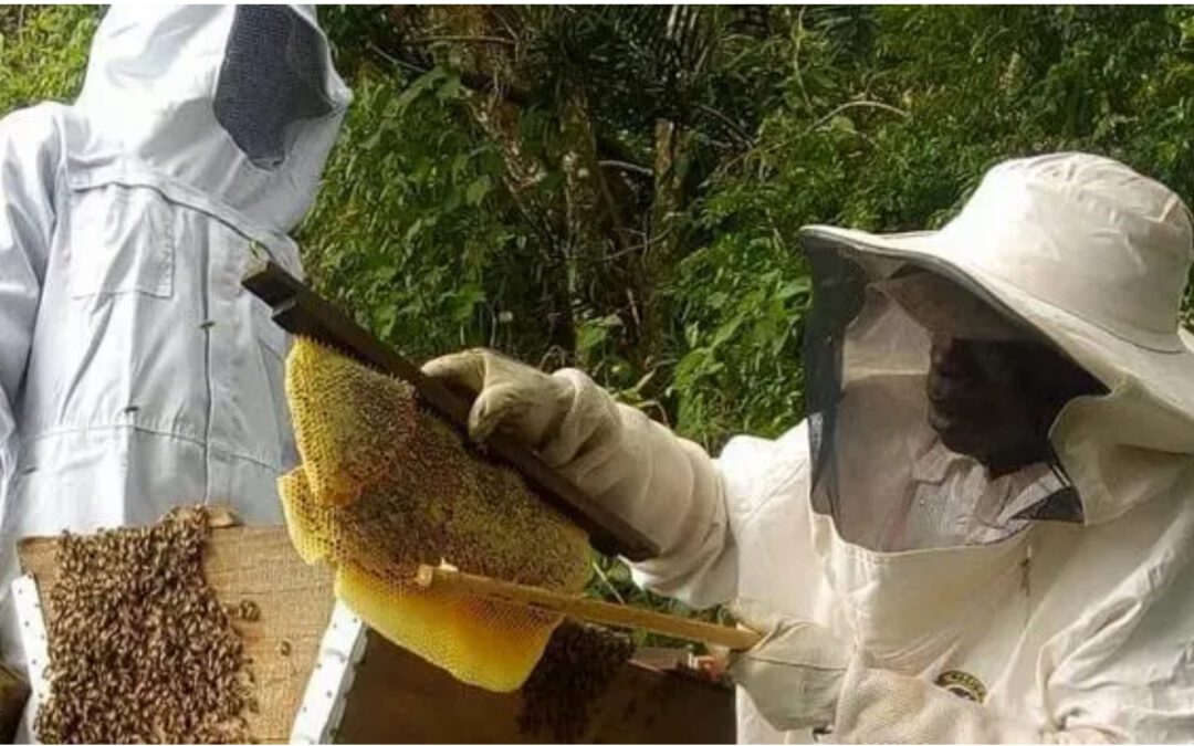 From bees to better lives.