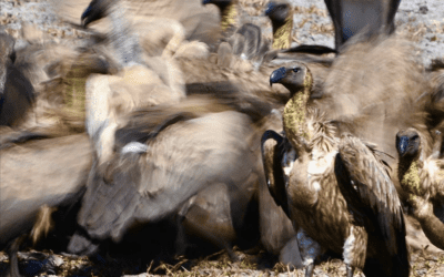 The Vultures of Gorongosa National Park.