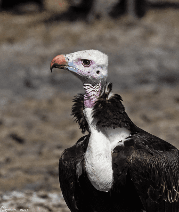 An adult female White-headed Vulture with a partially filled crop after feeding.
