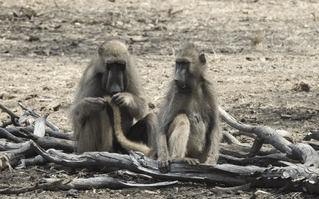 Gorongosa scientists, research fellows receive grants, scholarships to study human origin, primates and prey.