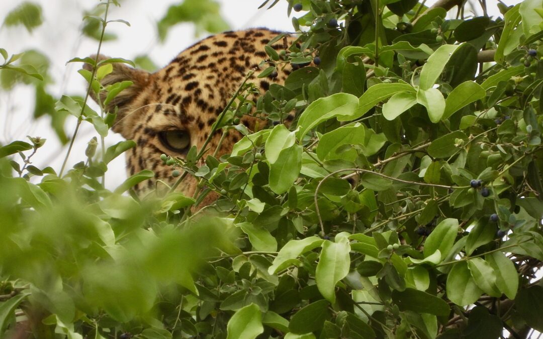 Gorongosa’s predator comeback continues — two new leopards settle into a new home.