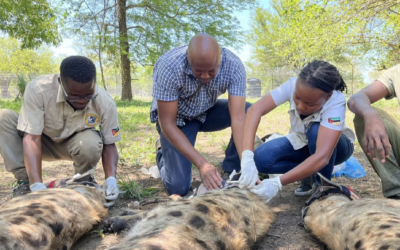 From Afungi to Gorongosa, hyena reintroduction is a partnership and a healthy step toward a sustainable ecosystem.