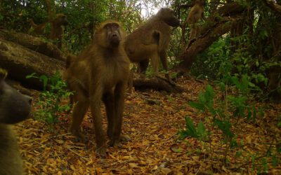 Adapt and thrive, Gorongosa’s primate response to Cyclone Idai.