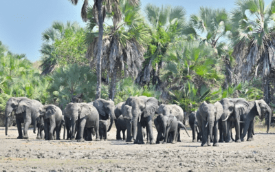 Gorongosa Restoration Project awarded the BBVA Foundation Worldwide Award for Biodiversity Conservation. 