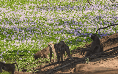 Gorongosa Wildlife Research – 2025 Release